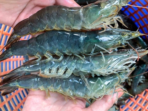 Xuất khẩu tôm quý I dù vượt mốc 900 triệu USD nhưng đối diện với thuế quan và áp lực cạnh tranh