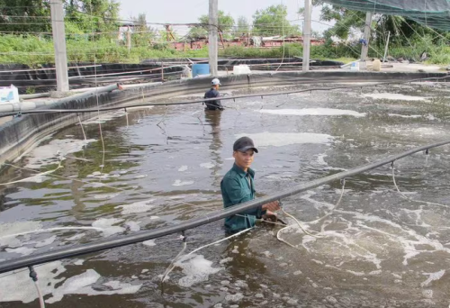 Thái Bình tập trung phát triển mô hình nuôi thủy sản nước ngọt