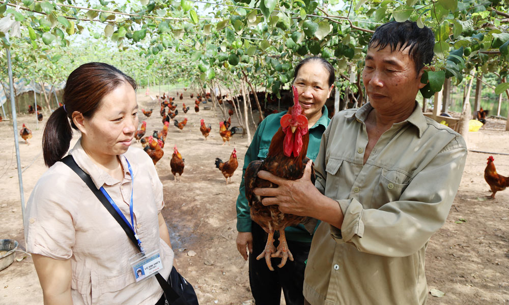 Bắc Ninh Chăn nuôi an toàn, bảo đảm nguồn cung thực phẩm