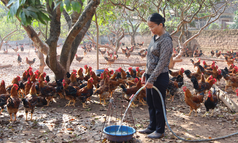 Bắc Ninh Chăn nuôi an toàn, bảo đảm nguồn cung thực phẩm